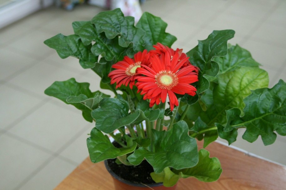 Гербера d15 h35