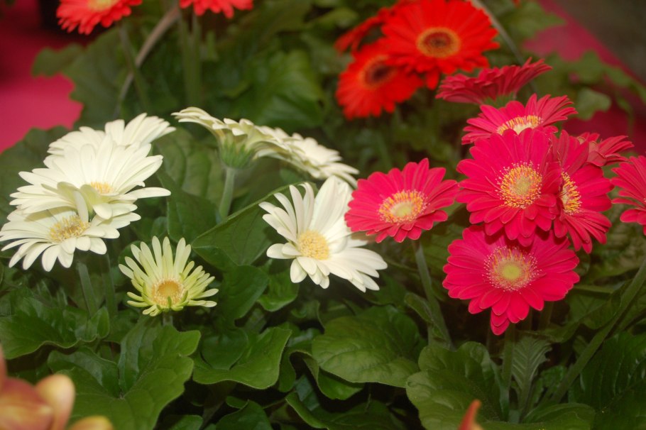 Гербера ампельная