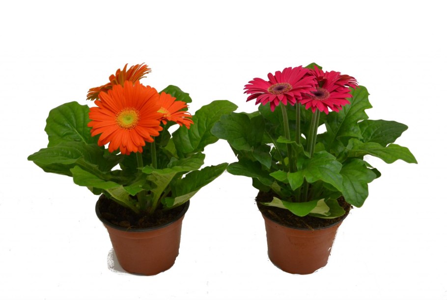 Гербера Джемсона комнатная