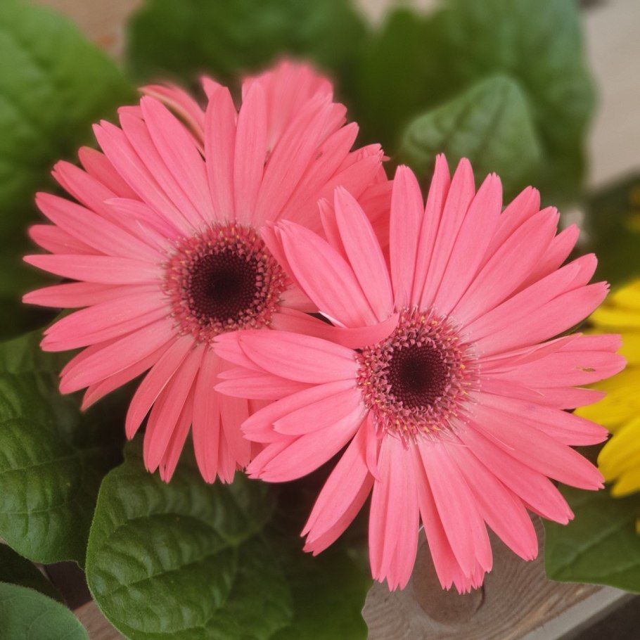 Цветы Гербера Джемсона