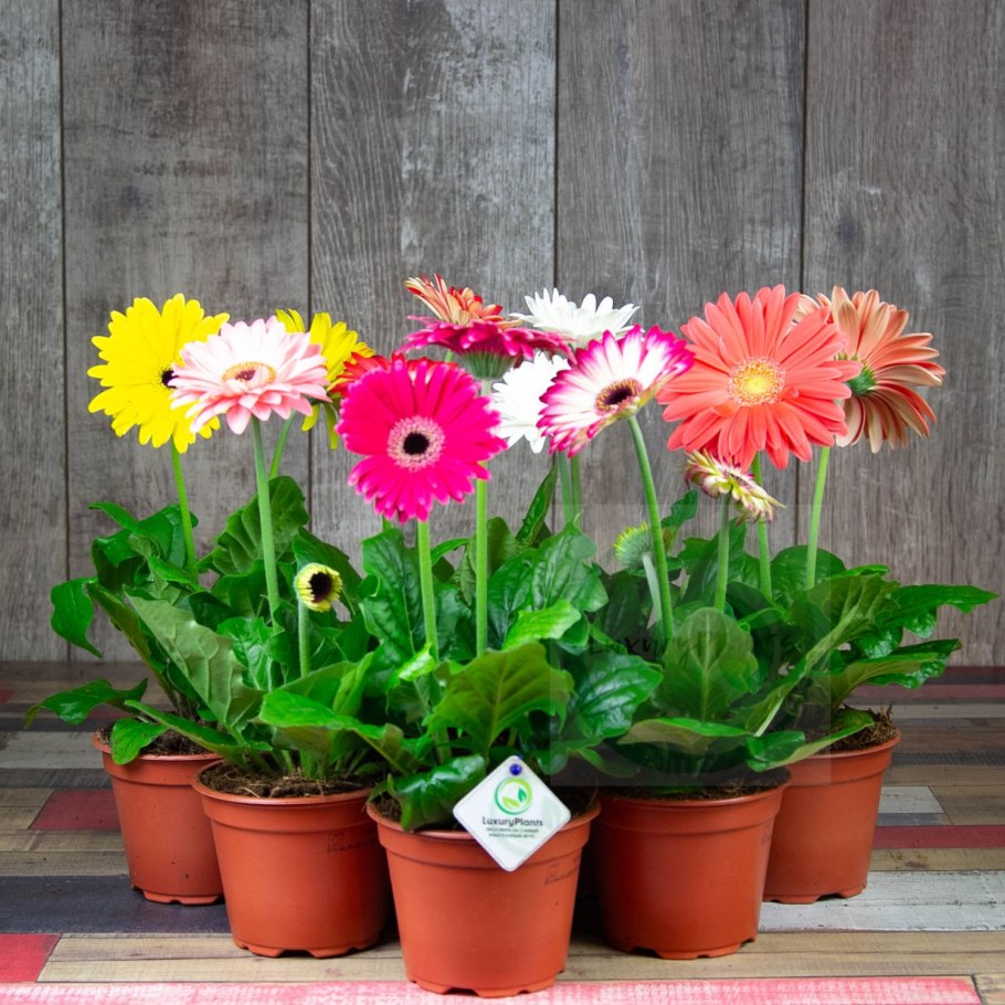 Гербера Джемсона Садовая