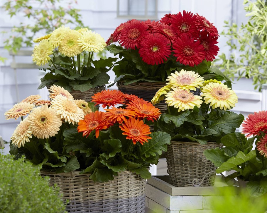 Гербена домашнее растение