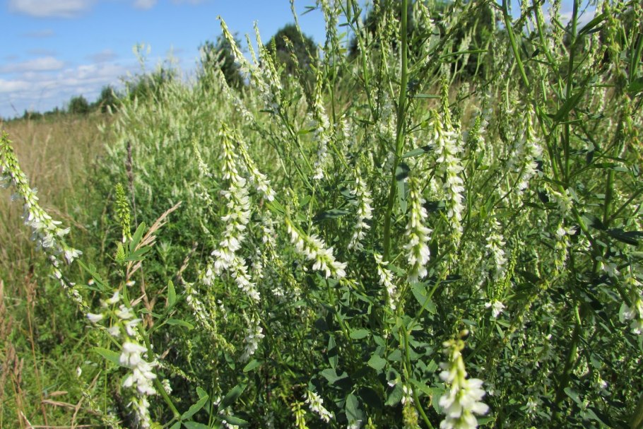 Донник лекарственный белый