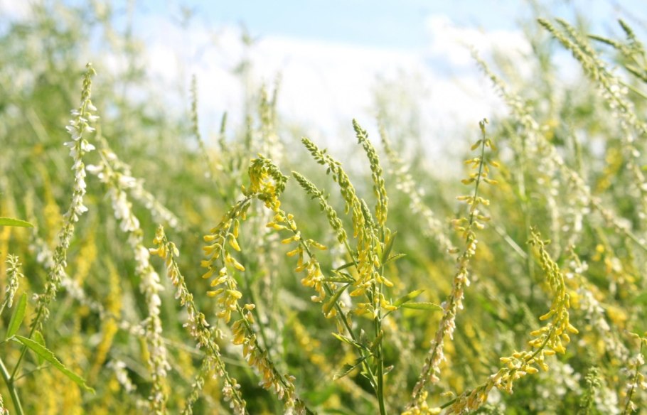 Донник трава