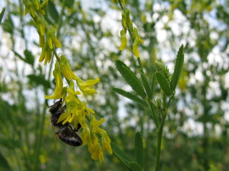 Донник Melilotus officinalis