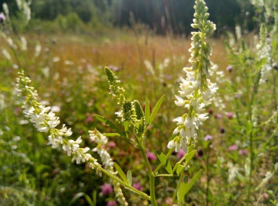 Донник белый сидерат