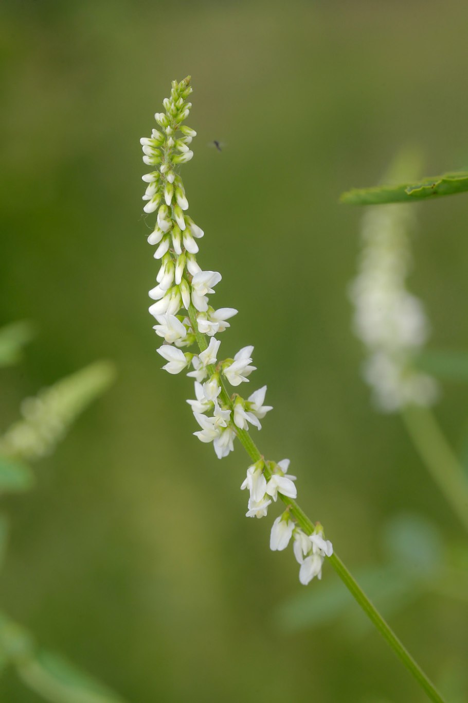 Донник белый Melilotus Albus medik.