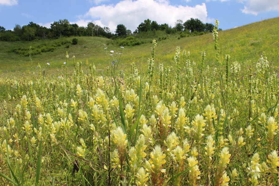 Донник лекарственный белый