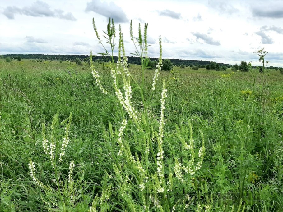 Донник Пашенный