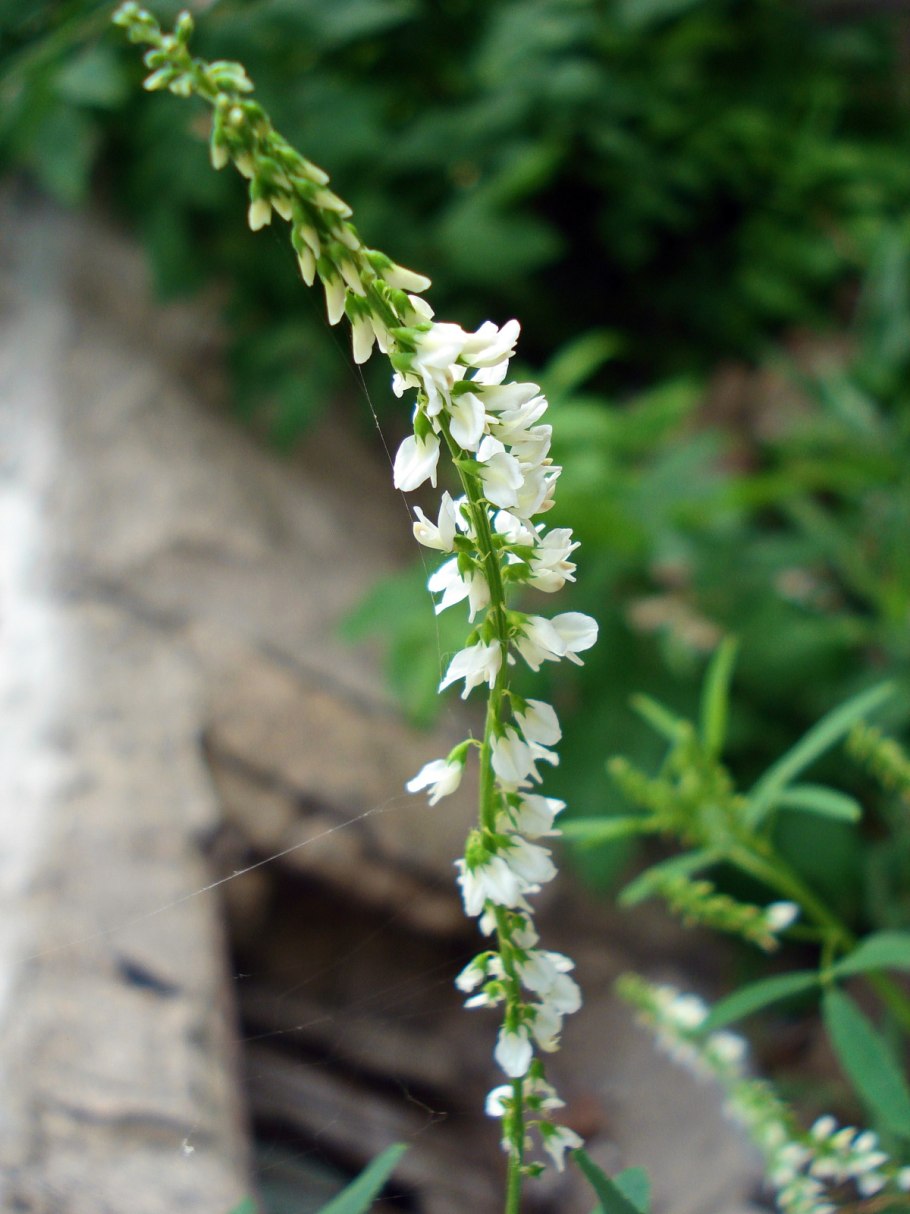 Донник медонос