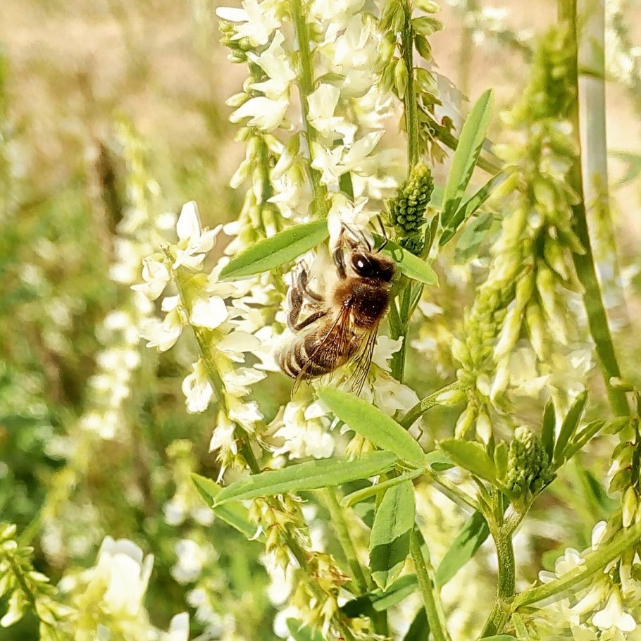 Донник белый Melilotus Albus