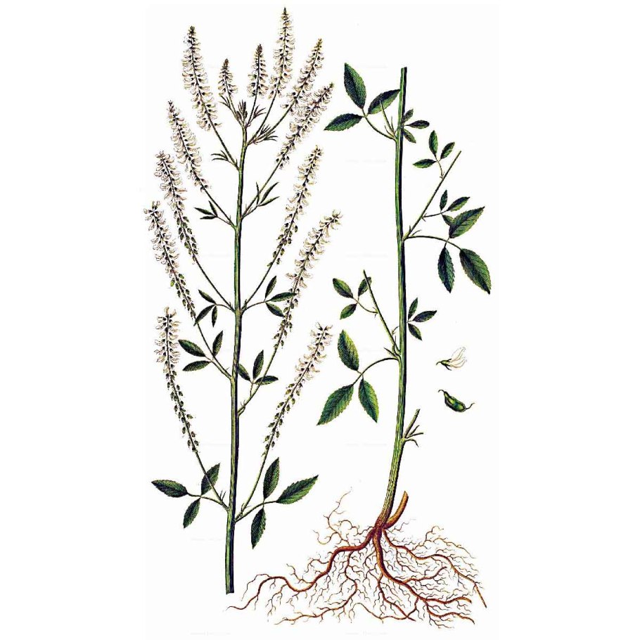 Донник лекарственный гербарий