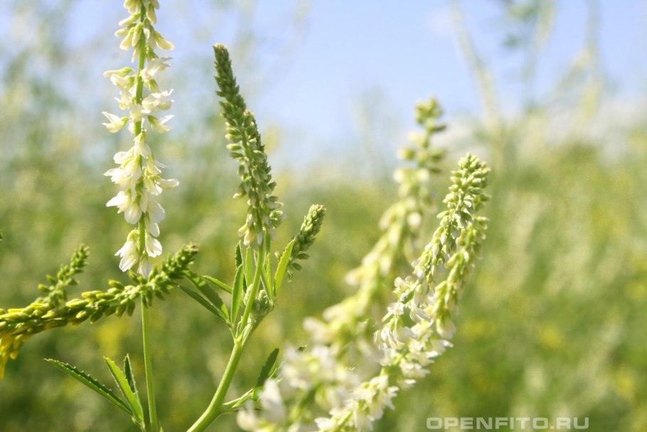 Донник белый Melilotus Albus
