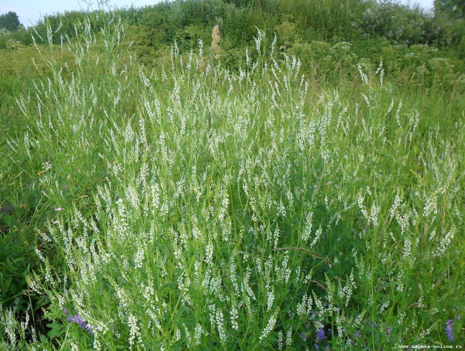 Донник желтый медонос