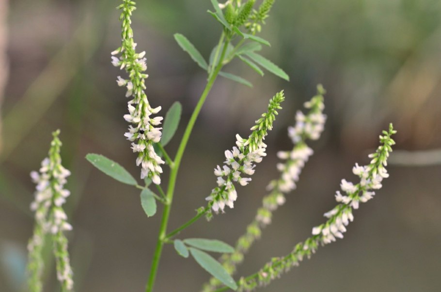Донник лекарственный белый