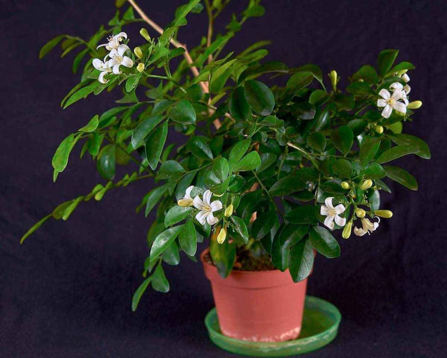 Мурайя цветок