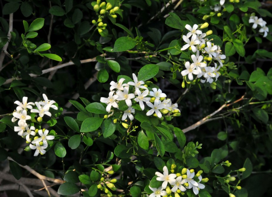 Муррайя метельчатая