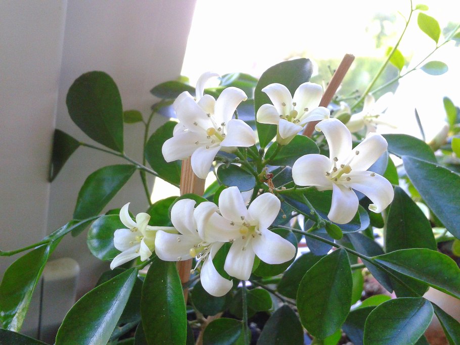 Мурайя метельчатая Жасмин