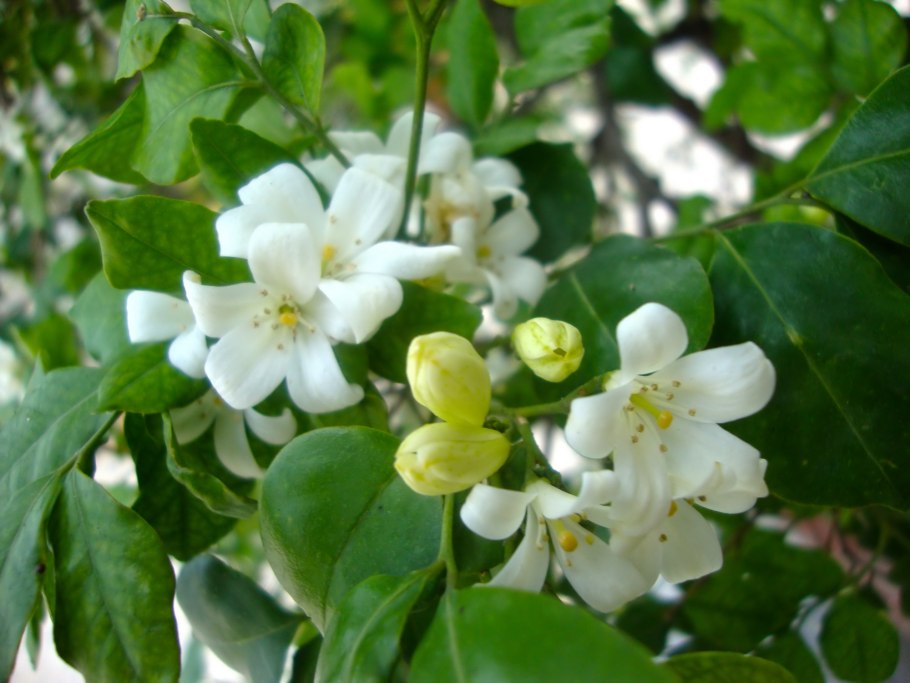 Мурайя Жасмин