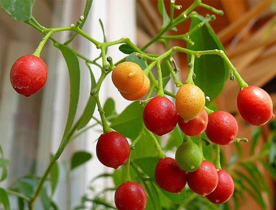 Муррайя экзотика