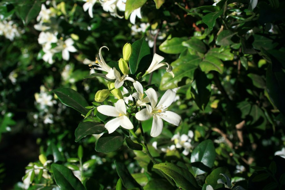 Мурайя Жасмин