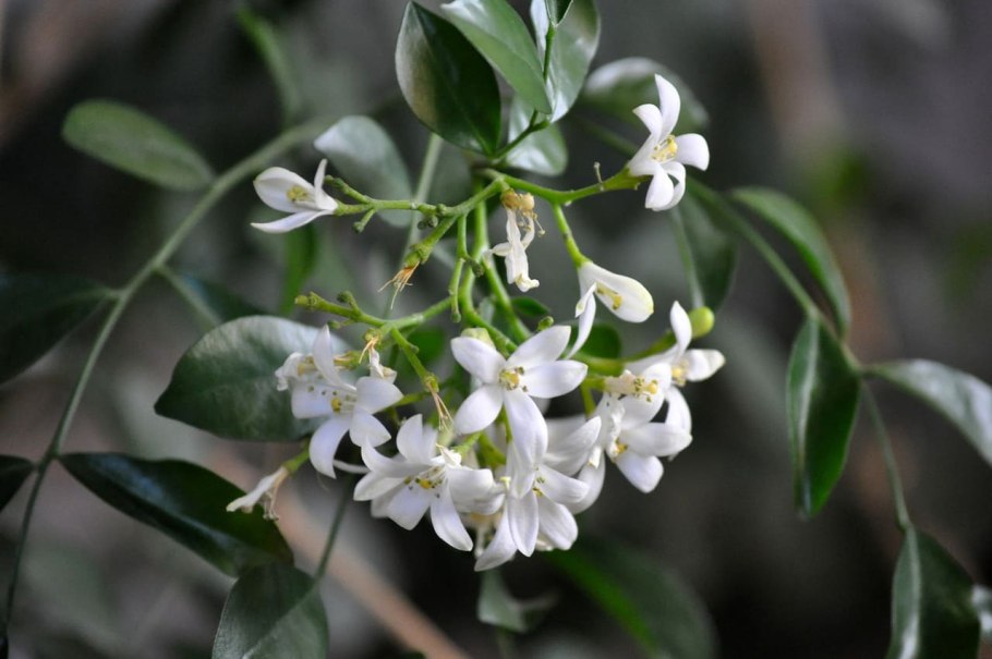 Муррайя паникулата