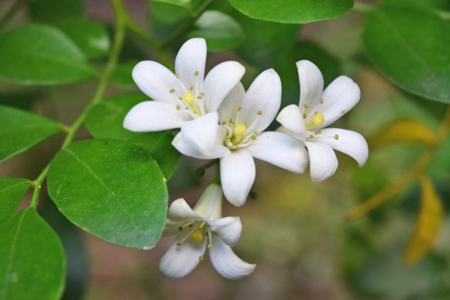 Мурайя красная