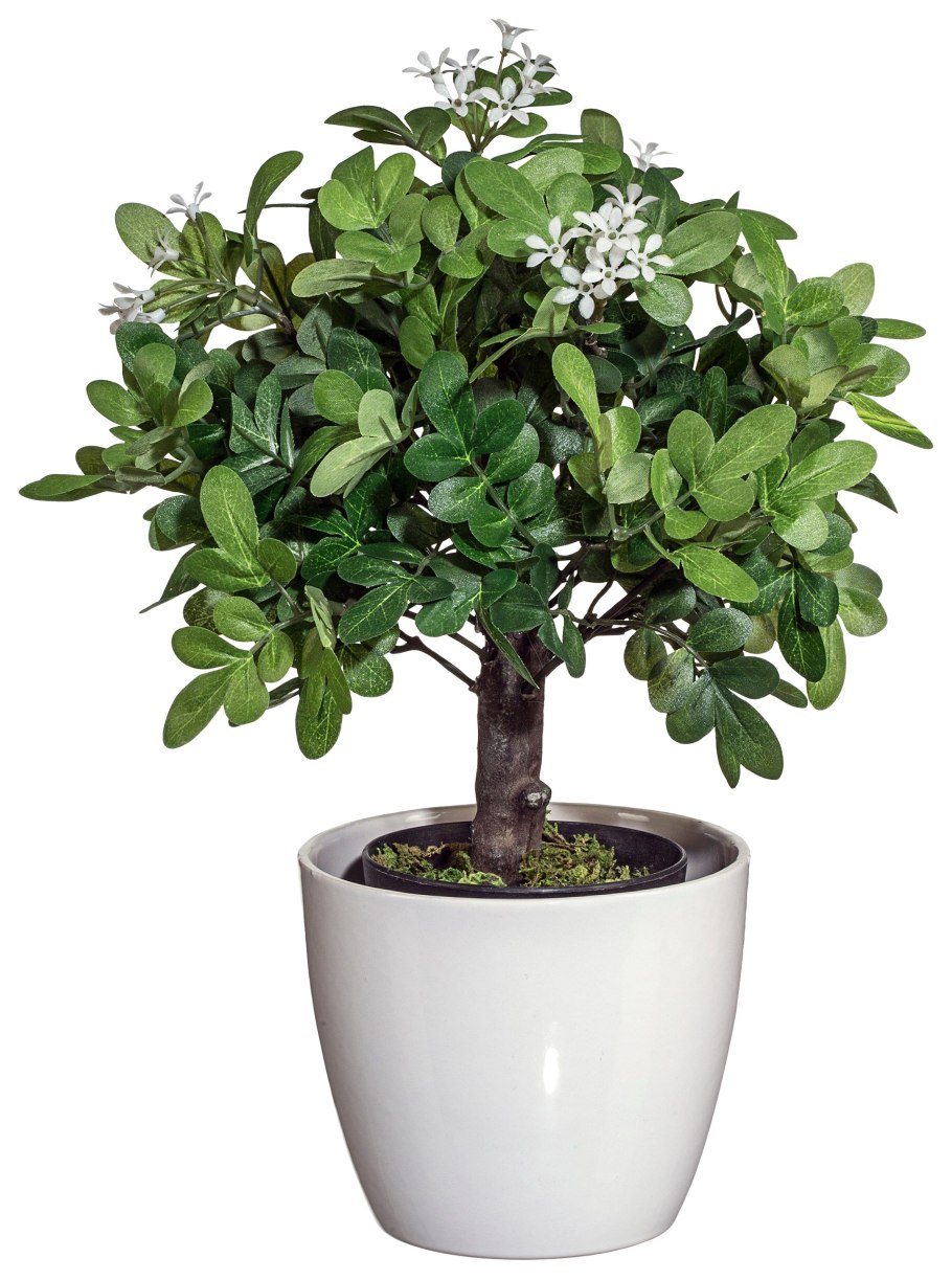 Муррайя метельчатая