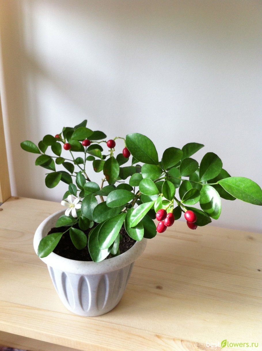 Муррайя паникулата