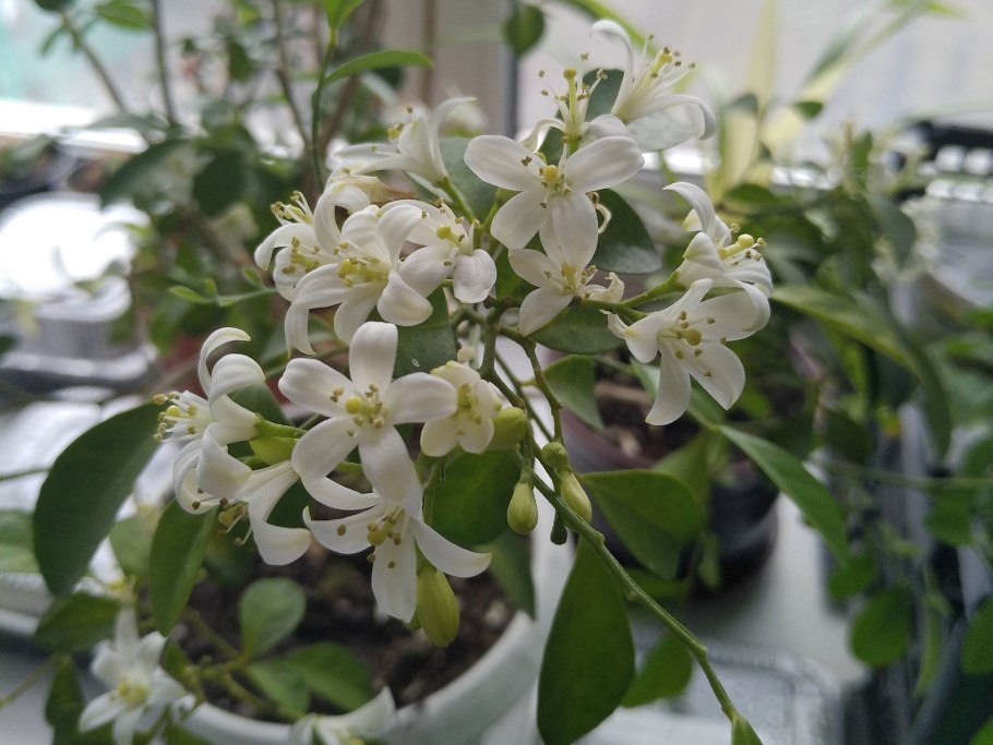 Мурайя метельчатая