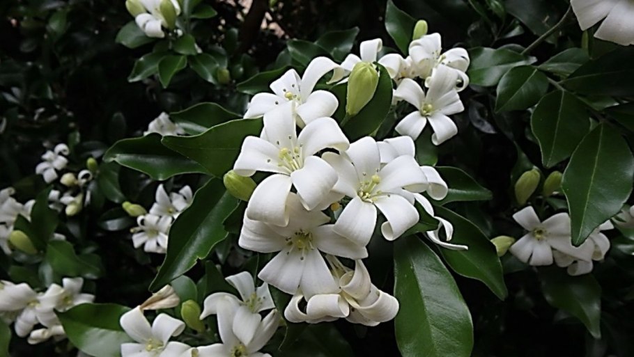 Мурайя цветок