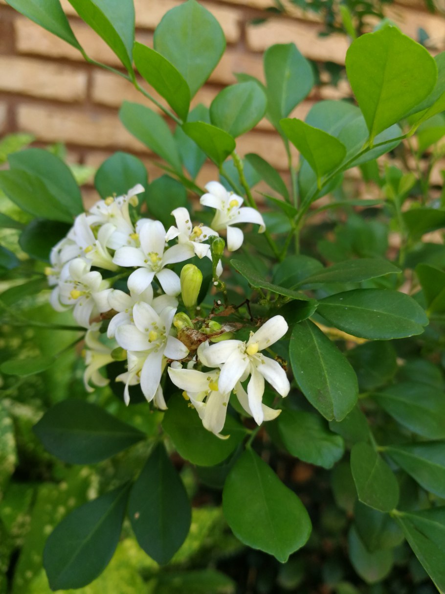 Муррайя Snowball