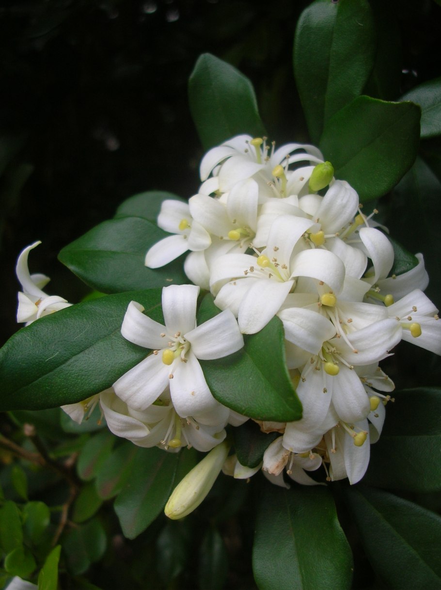 Муррайя метельчатая