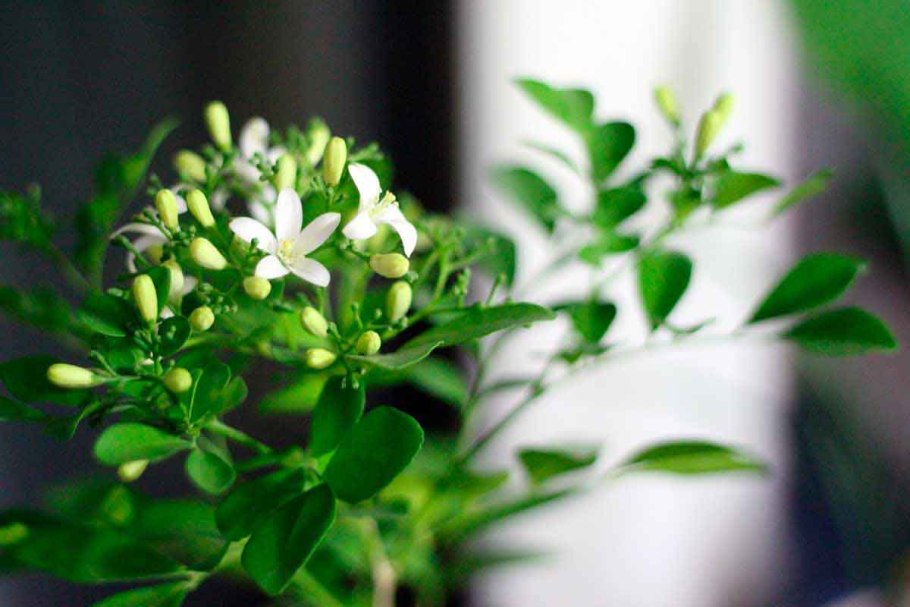 Мурайя метельчатая Жасмин