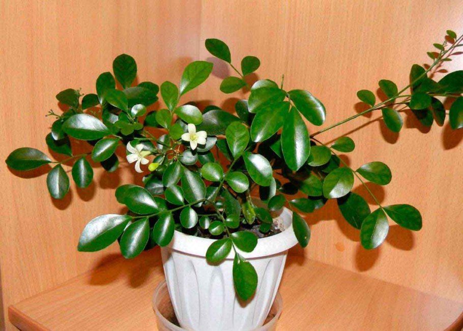 Агава, мурайя