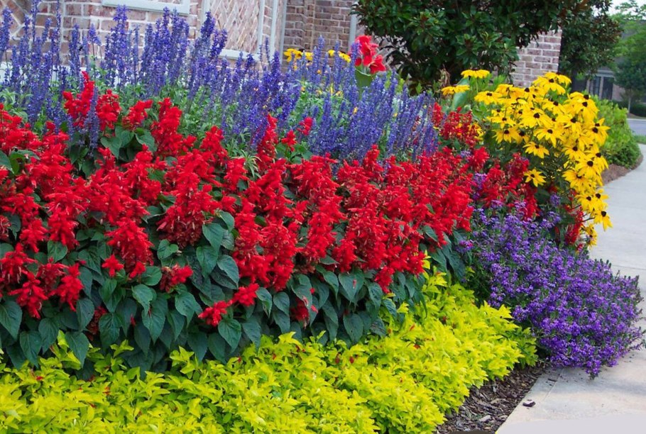 Сальвия Родина