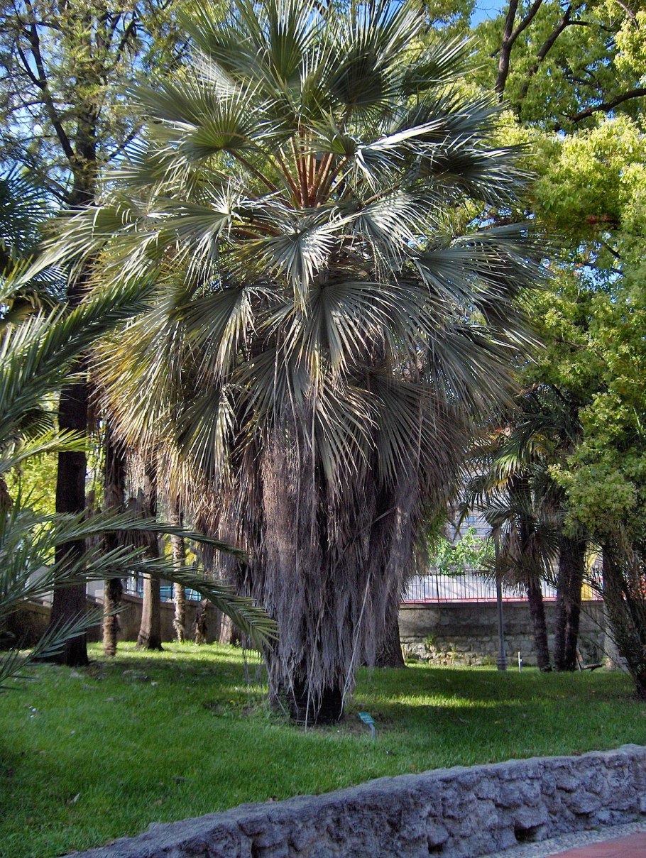 Брахея Пальма