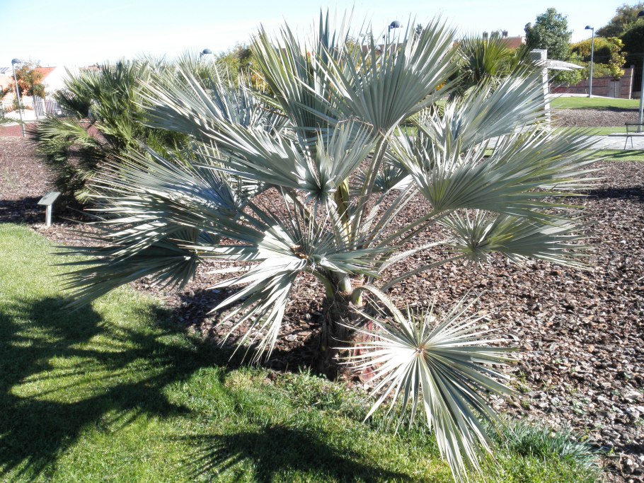 Брахея Армата