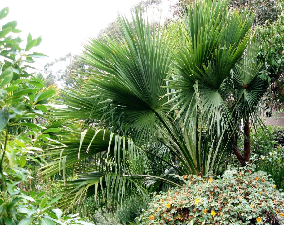 Брахея съедобная (Brahea edulis)