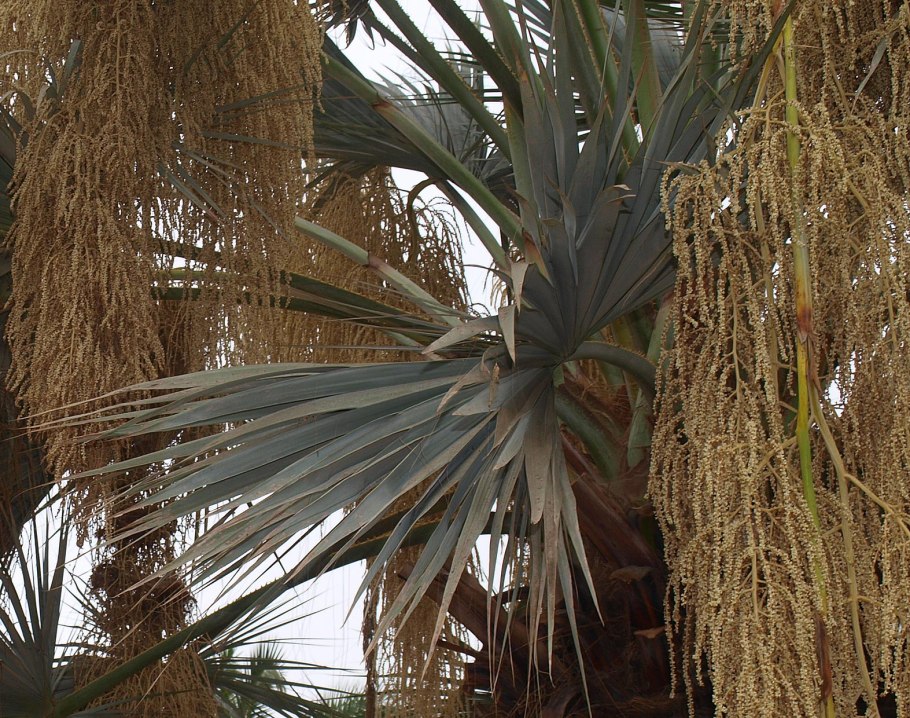 Брахея Армата