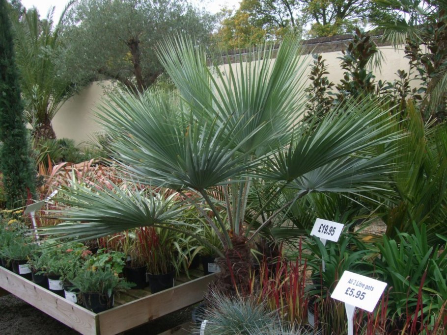 Брахея Армата