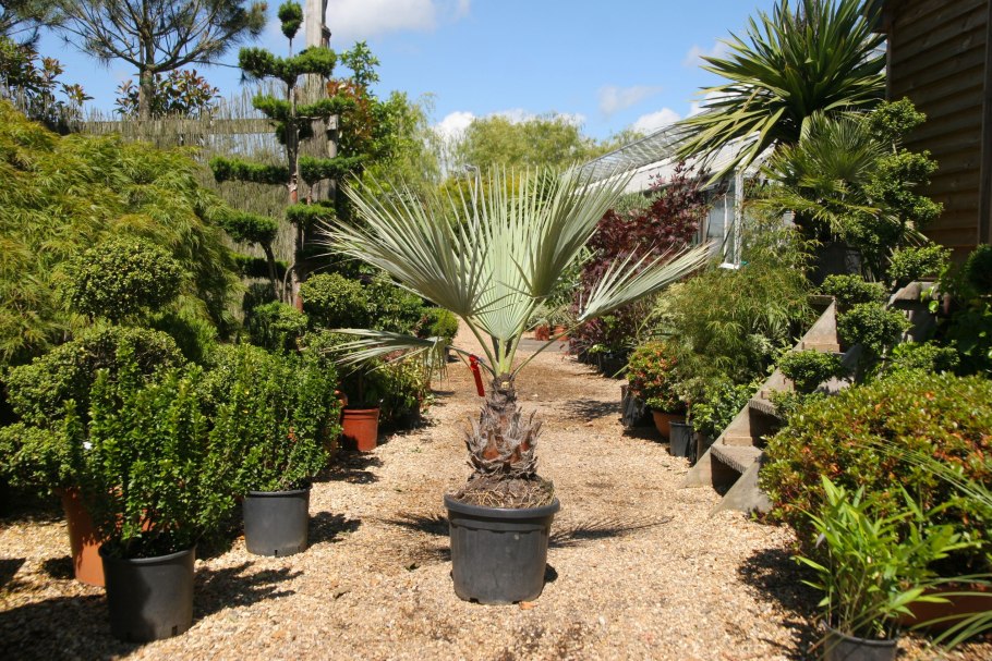 Брахея Армата