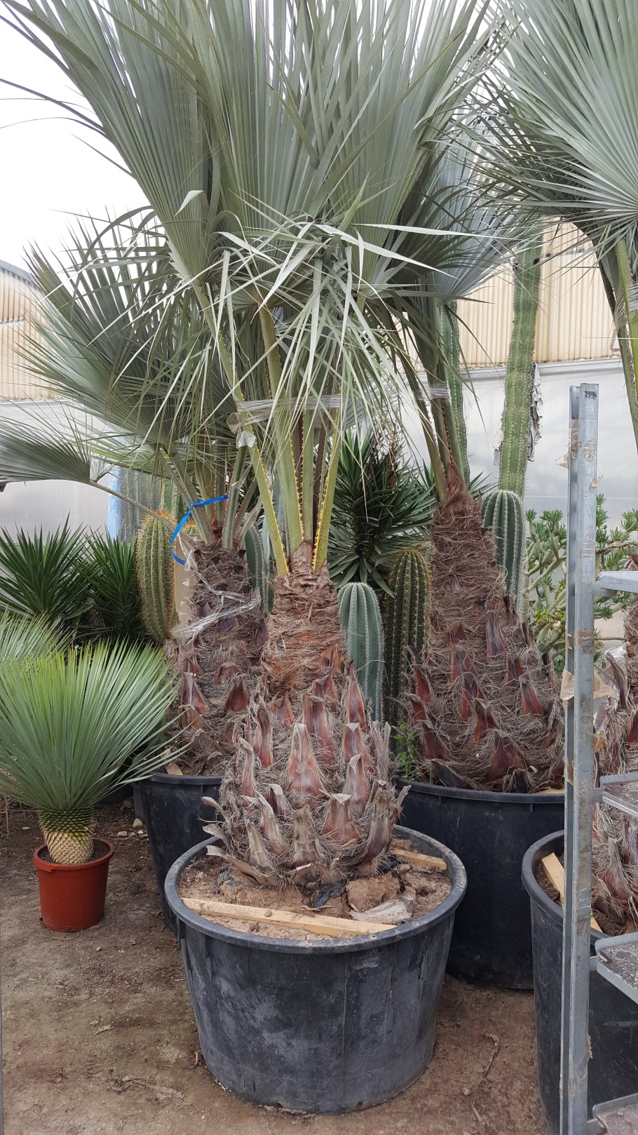 Бутия эриосфата