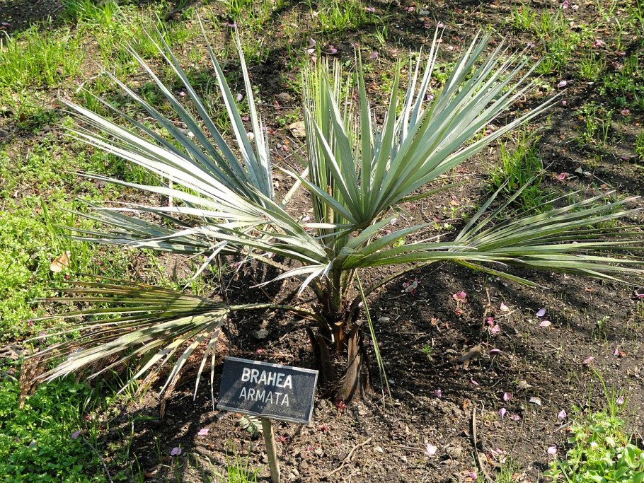 Brahea Salvadorensis