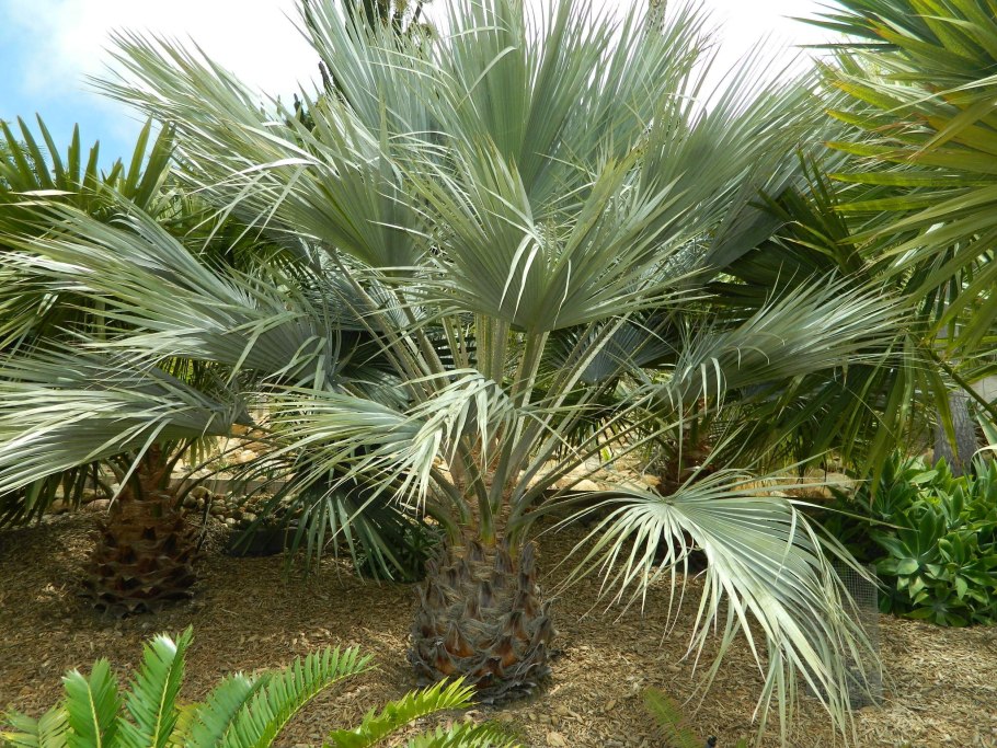 Брахея Армата