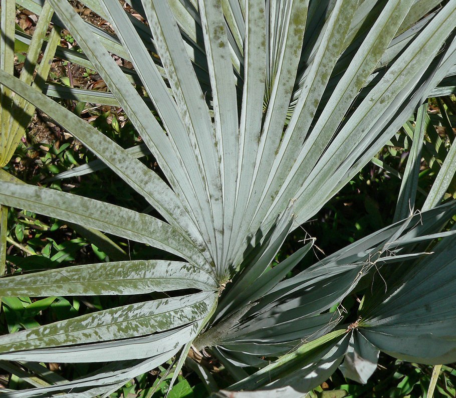 Brahea Salvadorensis