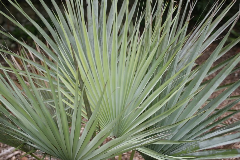 Брахея Пальма комнатная