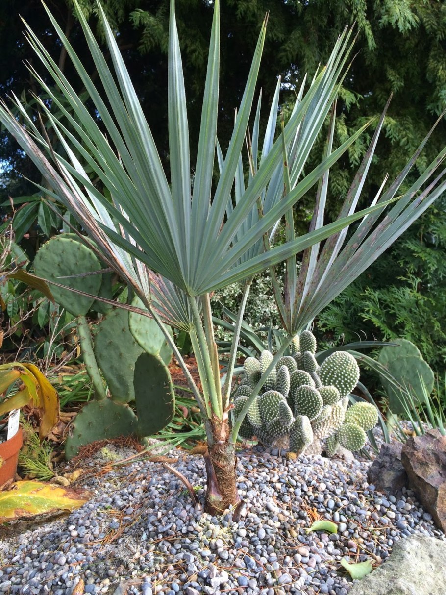 Брахея Пальма