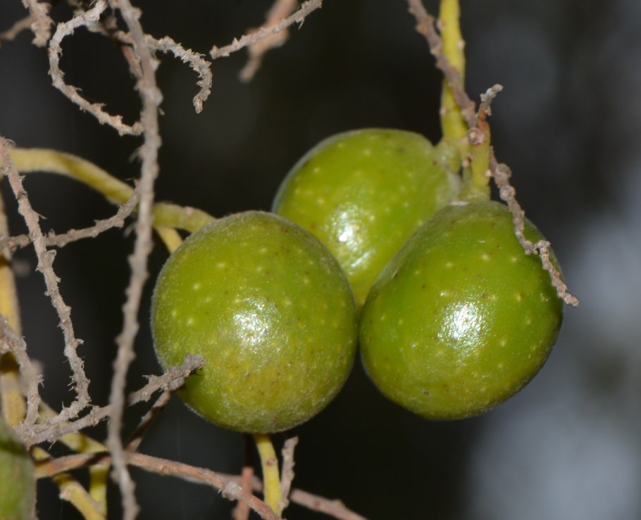 Плоды Израиля