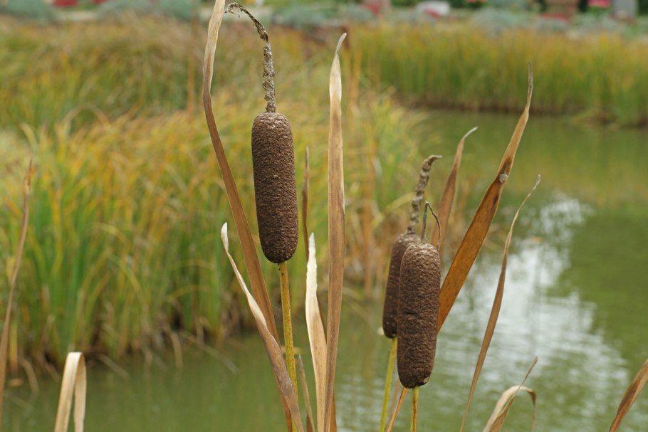 Семена Рогоза